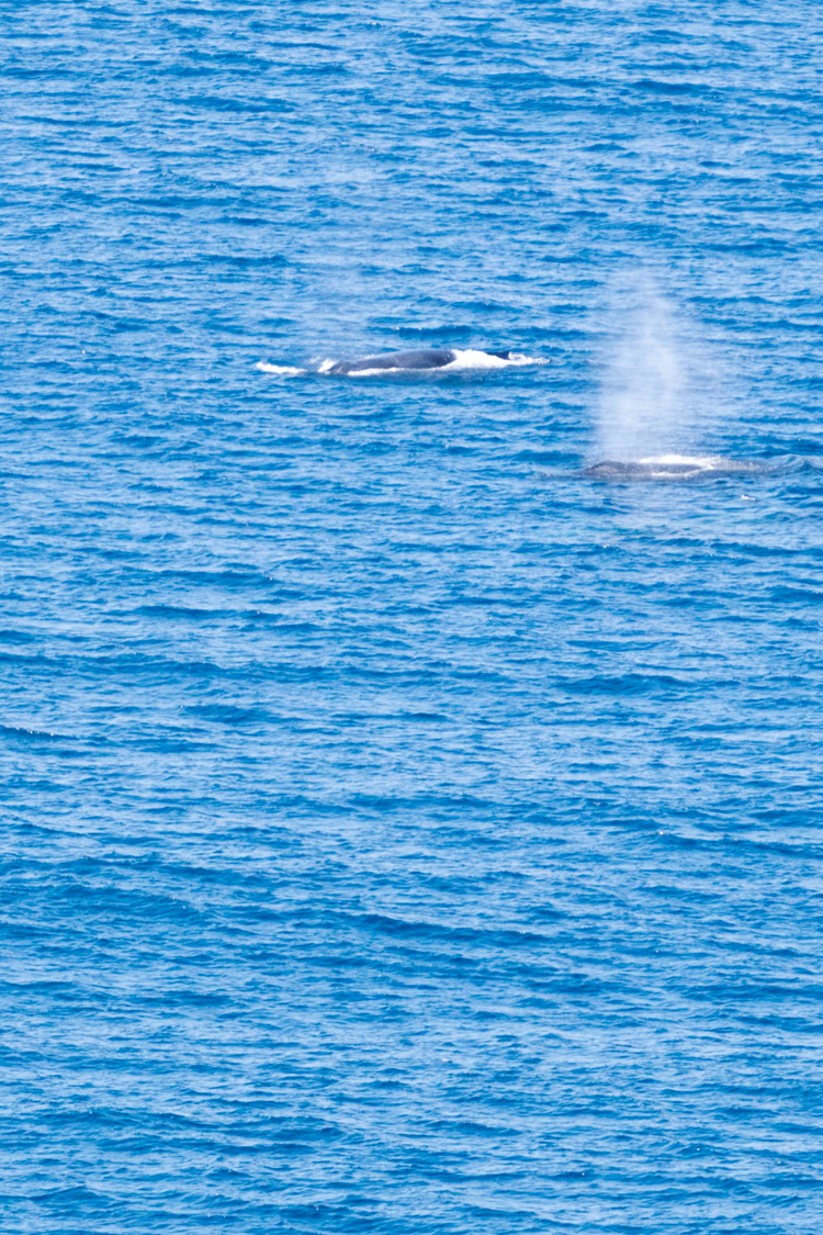 ザトウクジラの画像