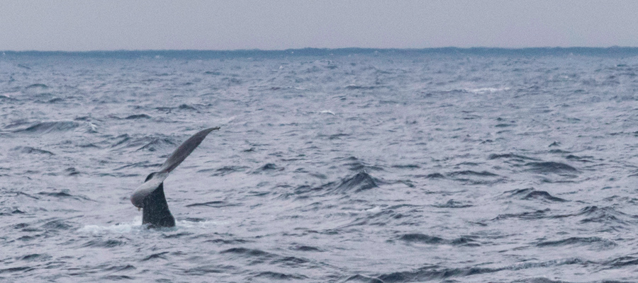 ザトウクジラの写真