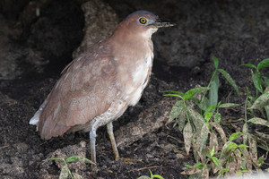 ズグロミゾゴイの色