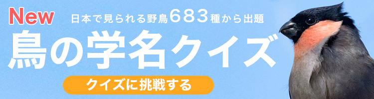 トビの特徴、分布、生態、写真をご紹介します。｜目に見えるいきもの図鑑