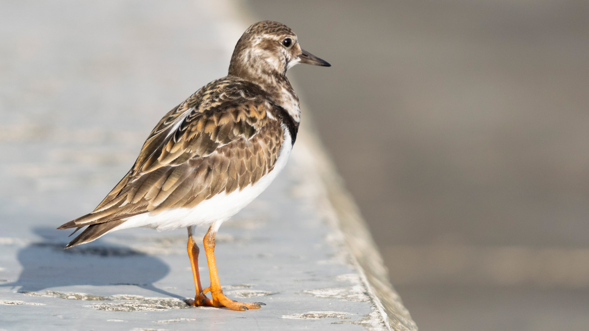 野鳥の体の部位解説(1)翼に生えている羽の名称と特徴のページ