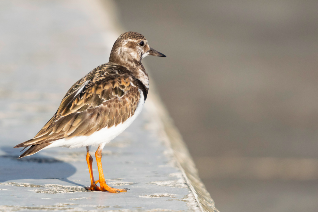 野鳥の体の部位解説(1)翼に生えている羽の名称と特徴｜メイン画像