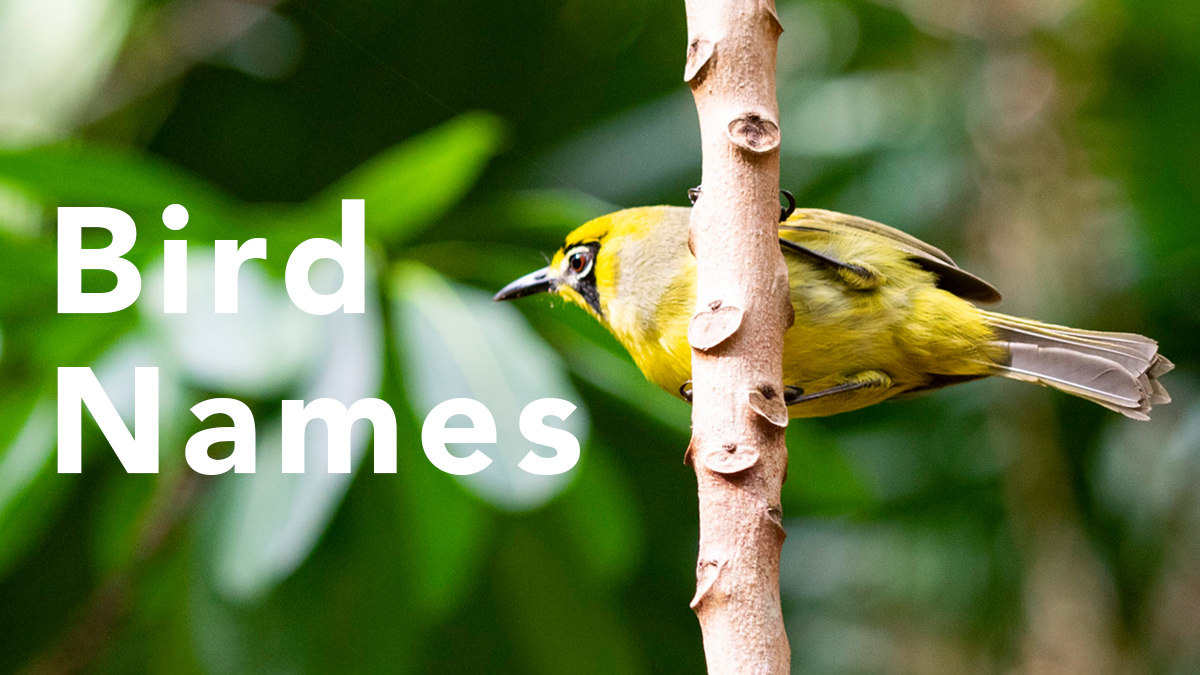 鳥の名前を英語でなんて言う？意味と語源のページ