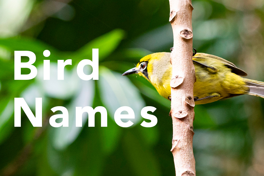 鳥の名前を英語でなんて言う？意味と語源｜｜メイン画像