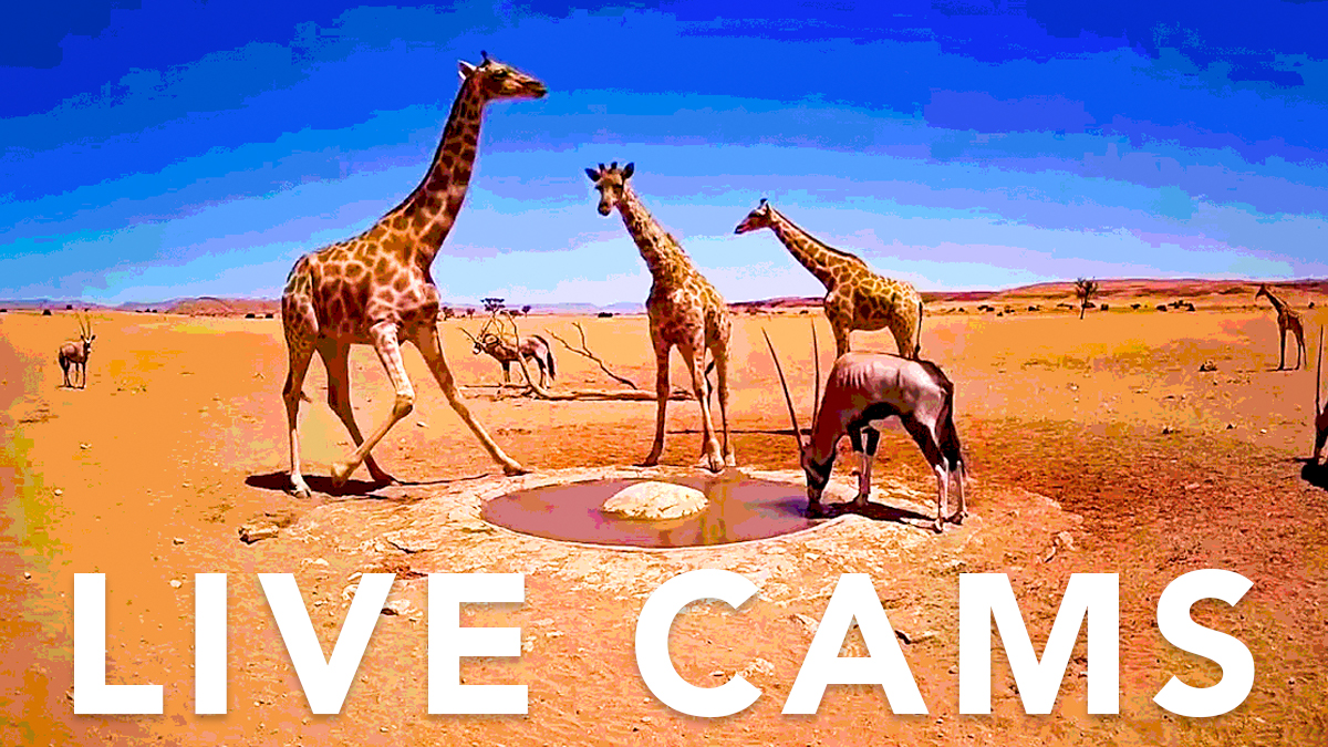 キリンやダチョウが現れる？！野生動物たちを映すおすすめライブカメラのページ