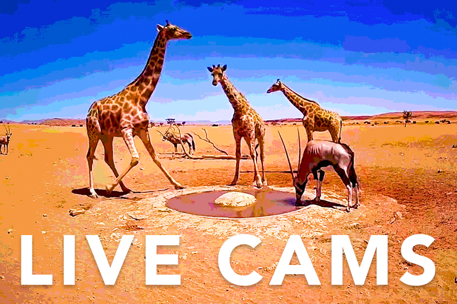 キリンやダチョウが現れる？！野生動物たちを映すおすすめライブカメラ｜メイン画像