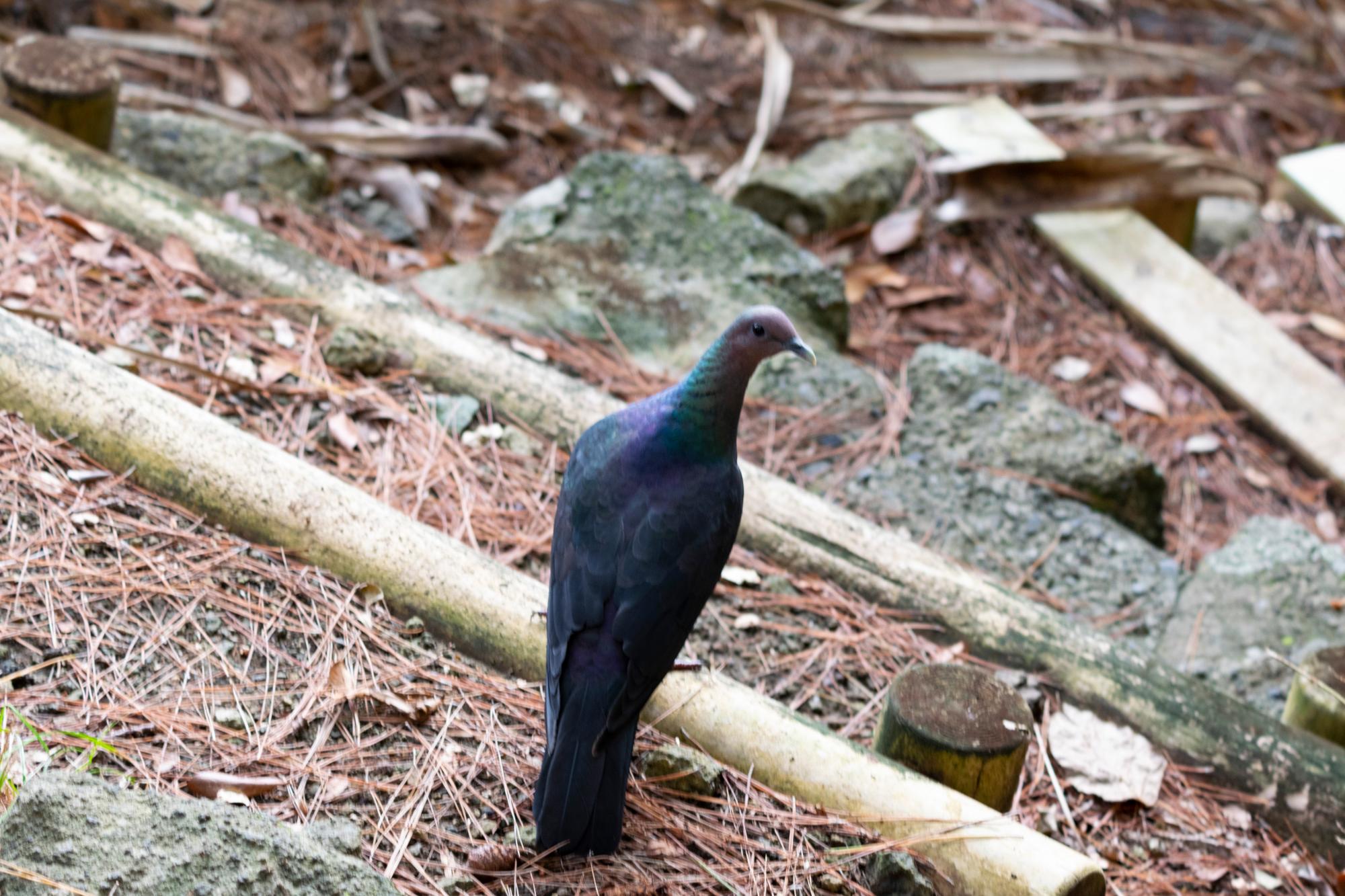 アカガシラカラスバト