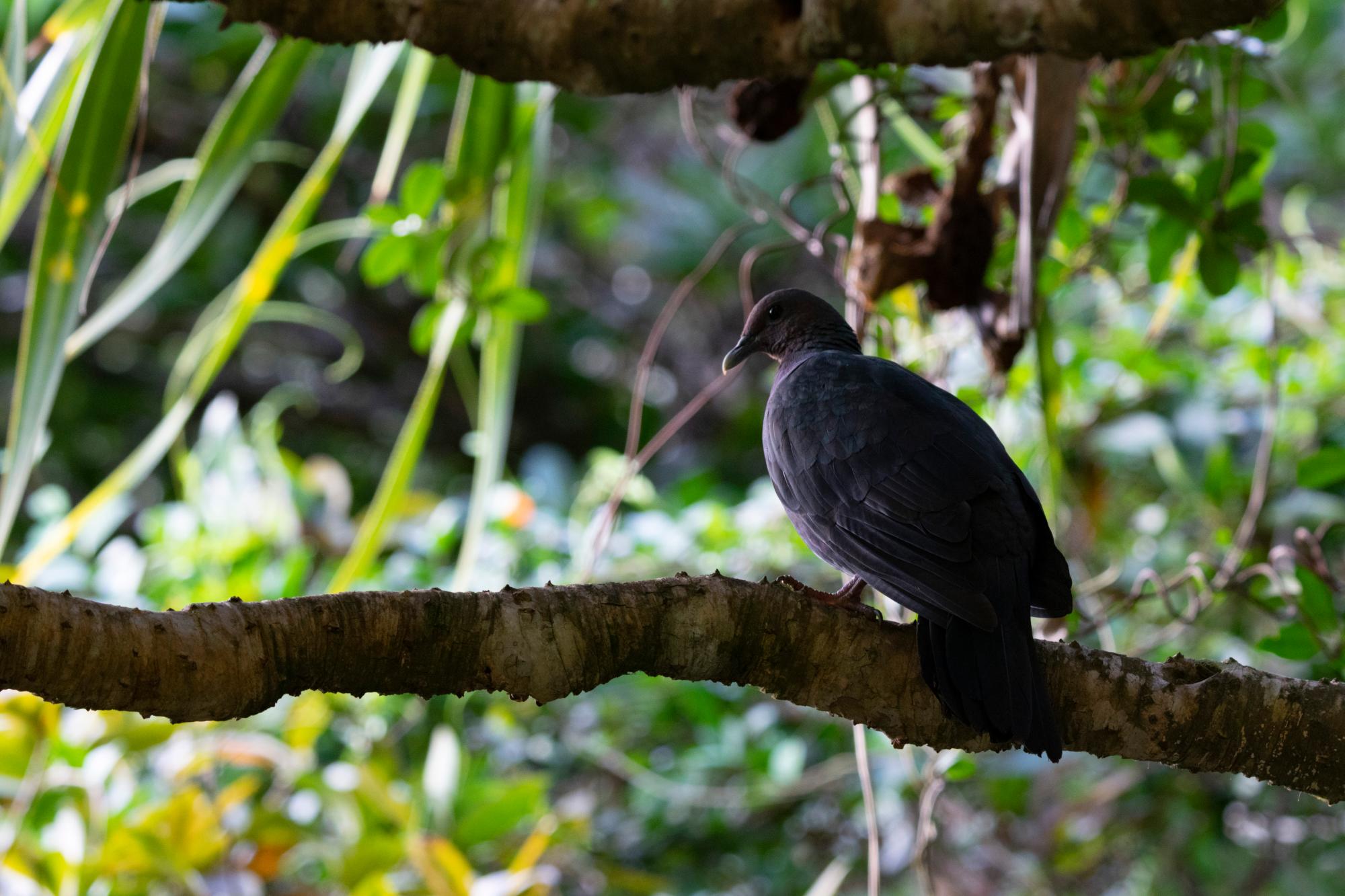 木の上のアカガシラカラスバト