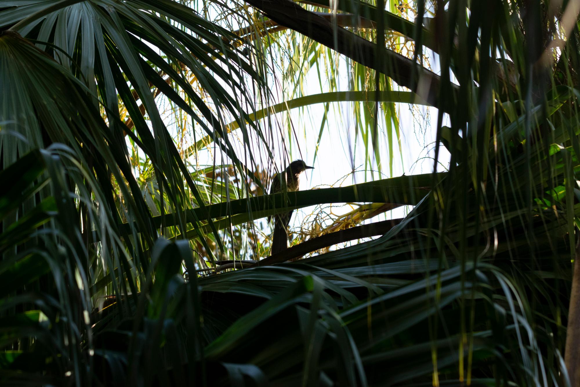 オガサワラヒヨドリ