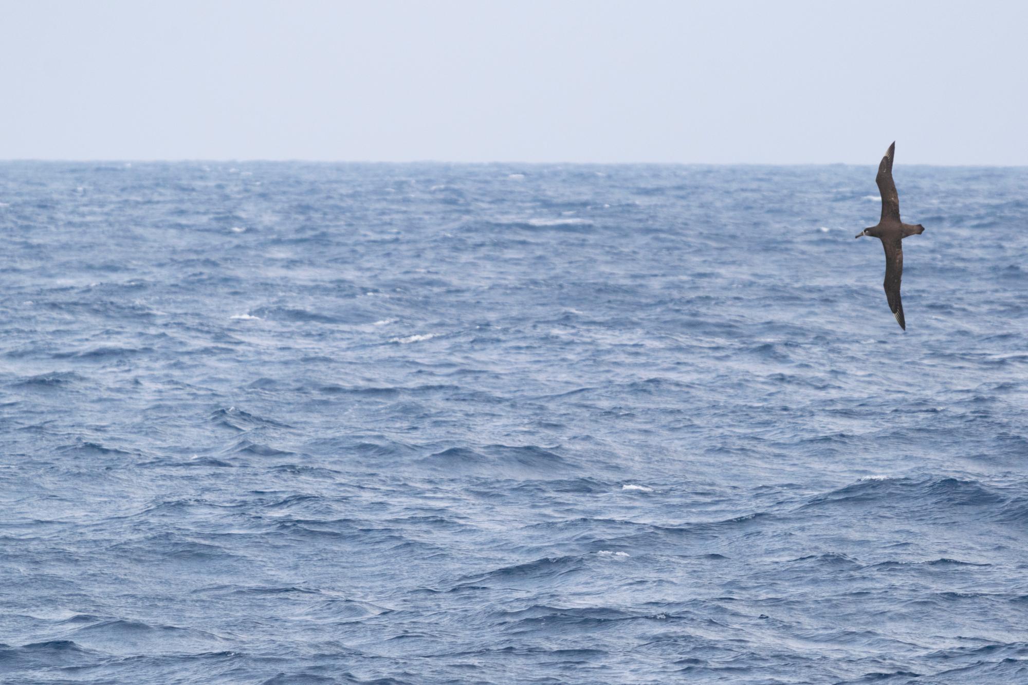 クロアシアホウドリ