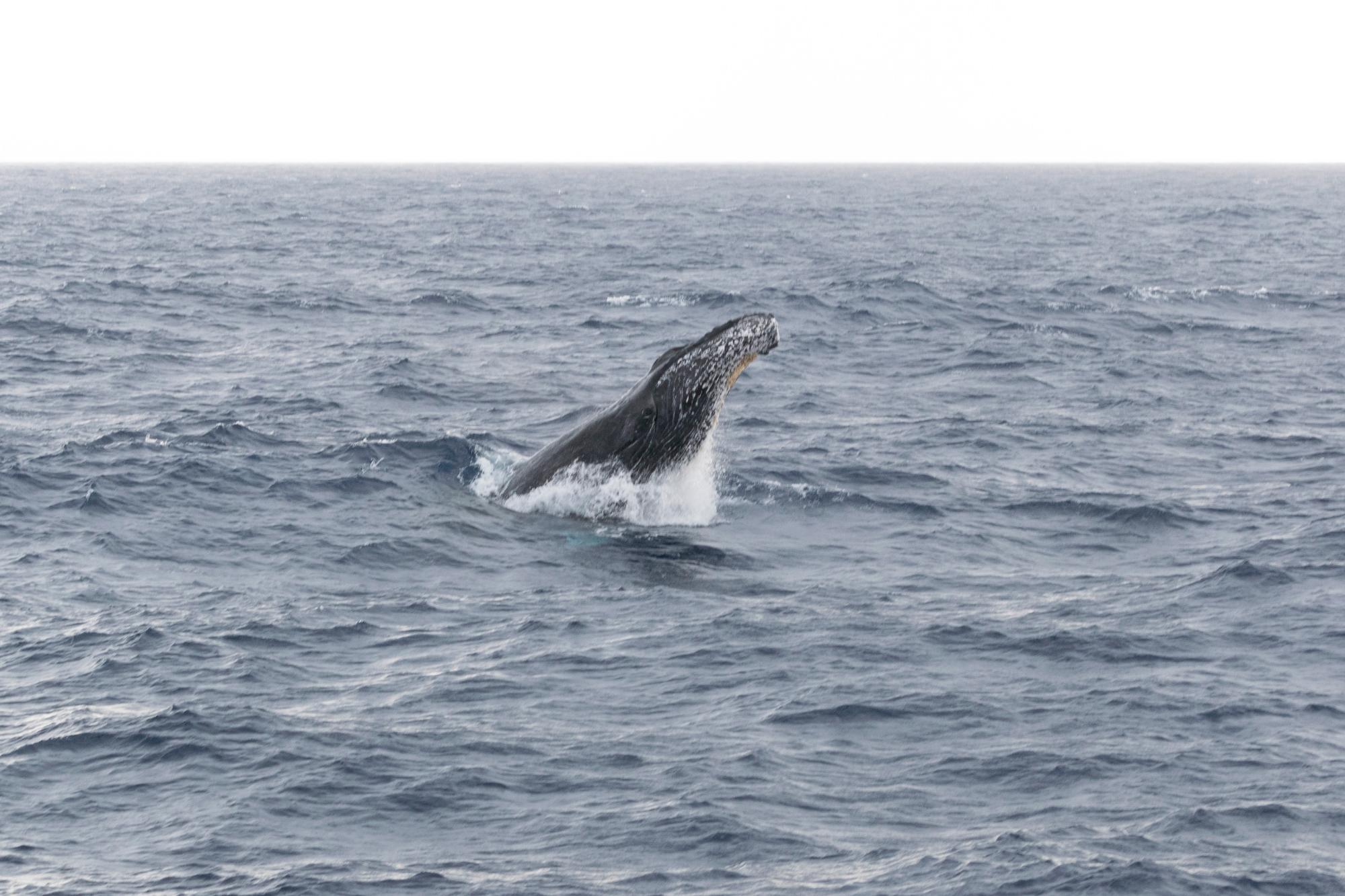 海面から飛び出すザトウクジラ