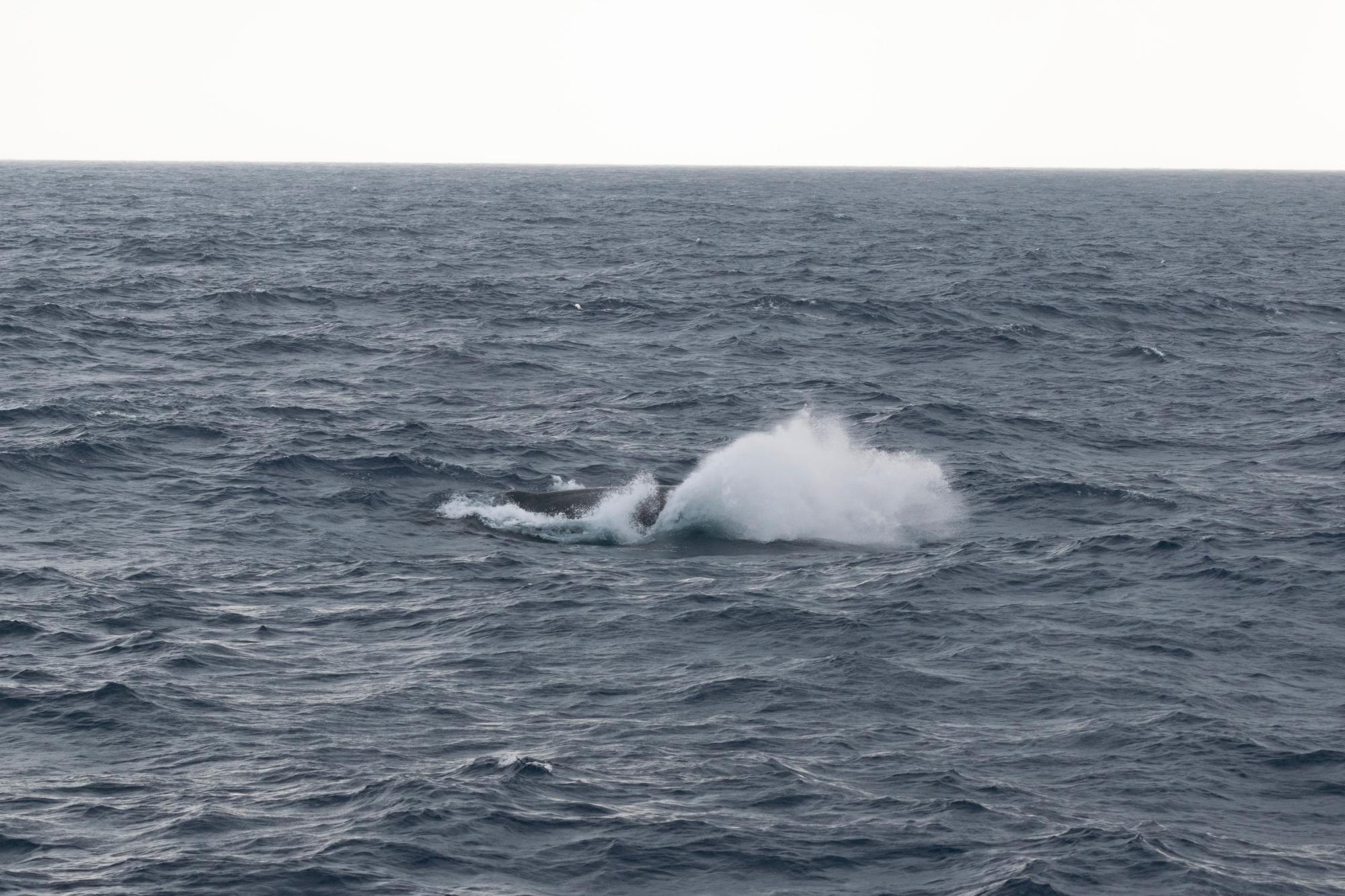 ザトウクジラの水飛沫