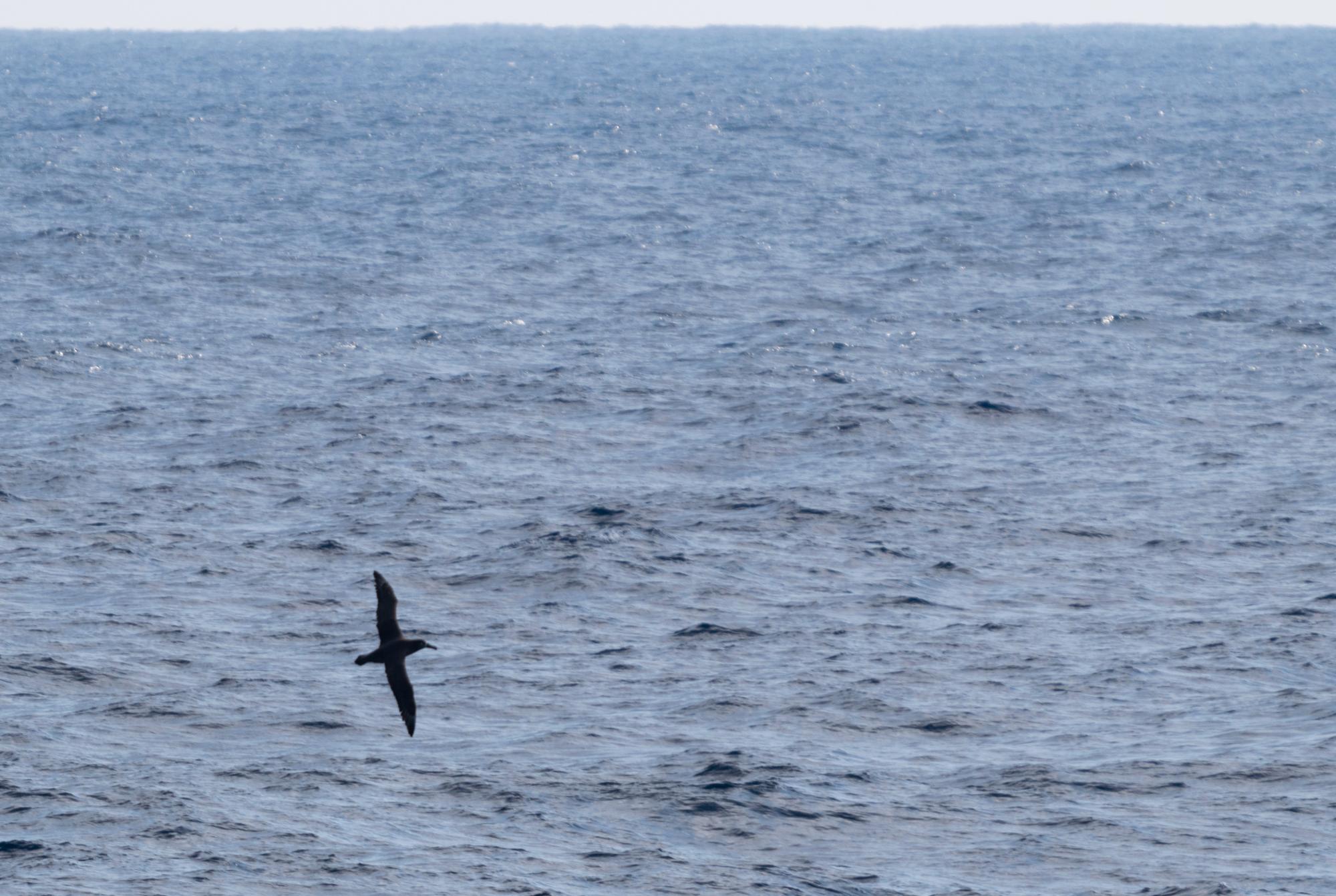 クロアシアホウドリ