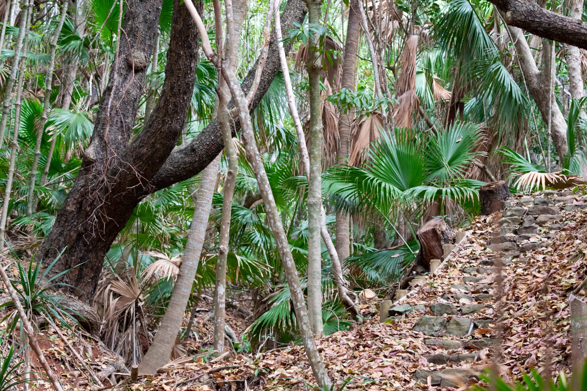 タコノキ林