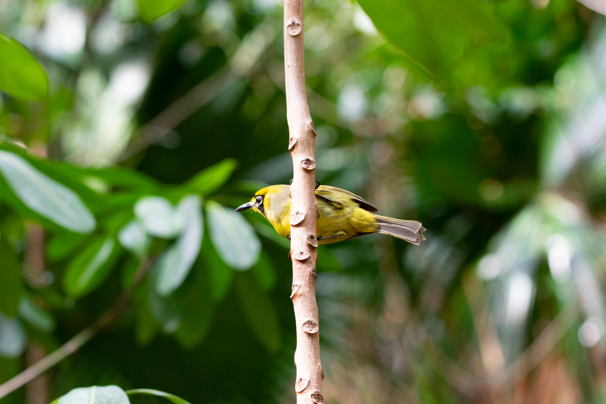 ハハジマメグロ