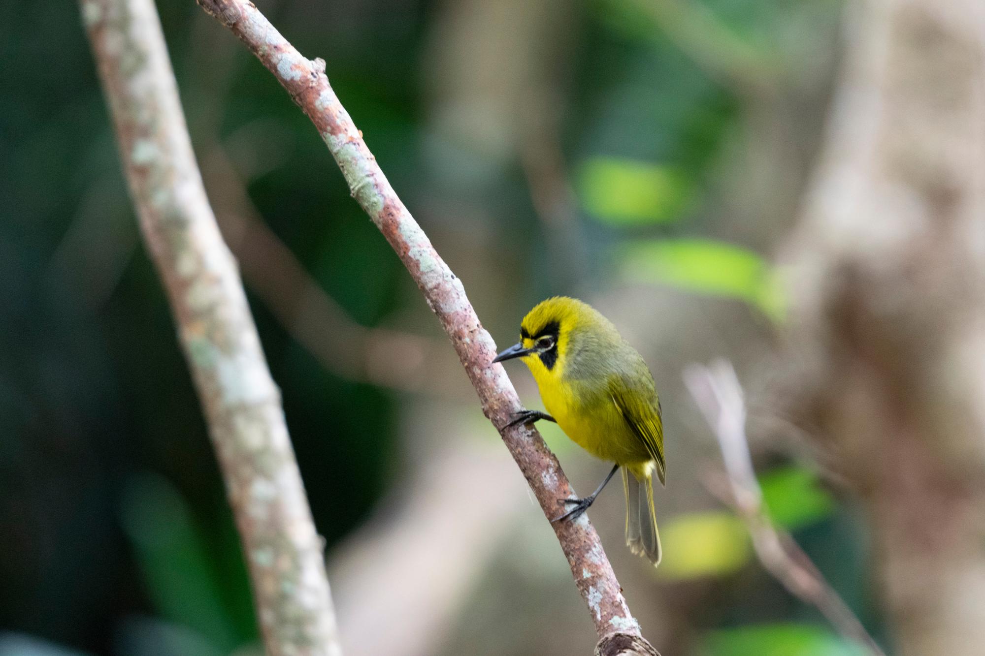 ハハジマメグロ