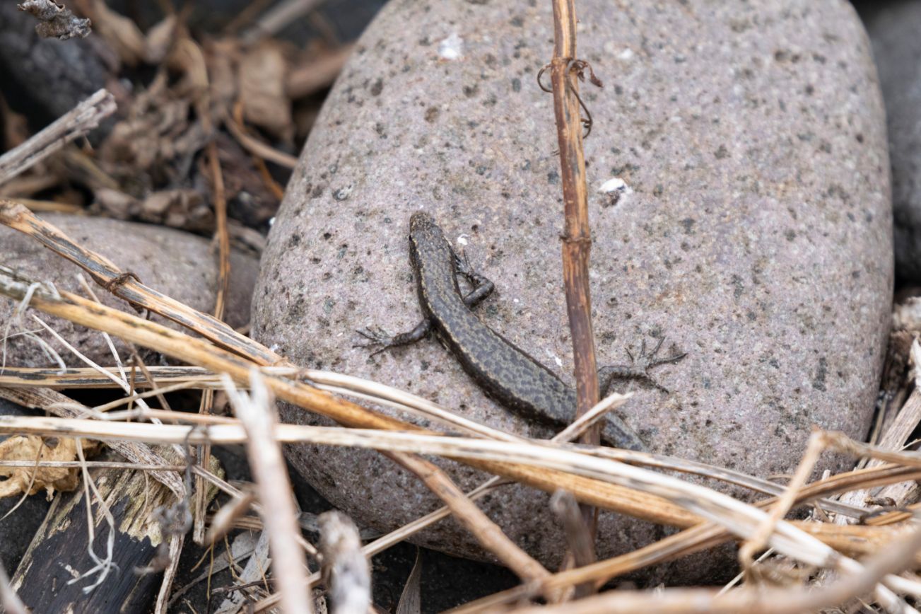 オガサワラトカゲ