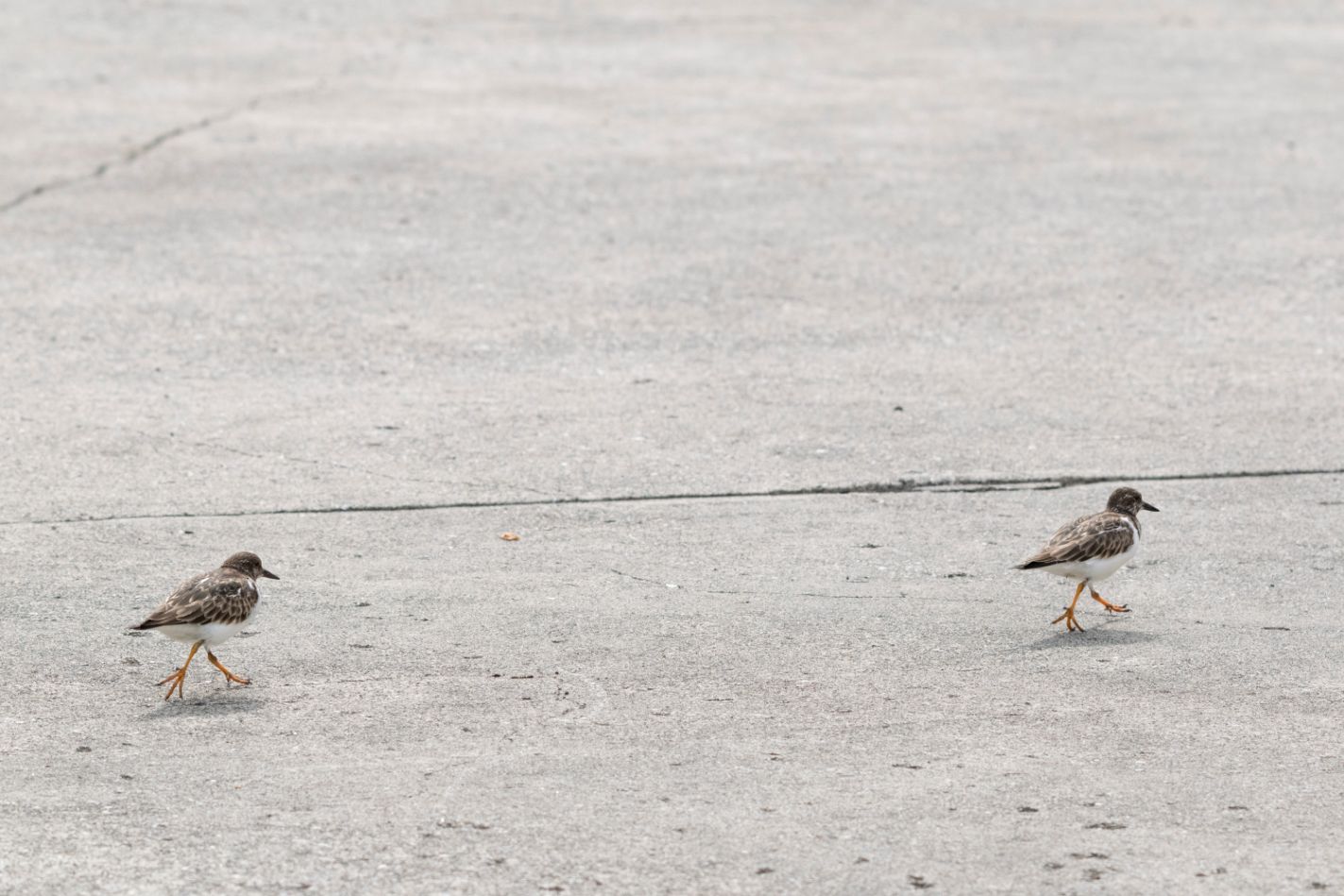 キョウジョシギ