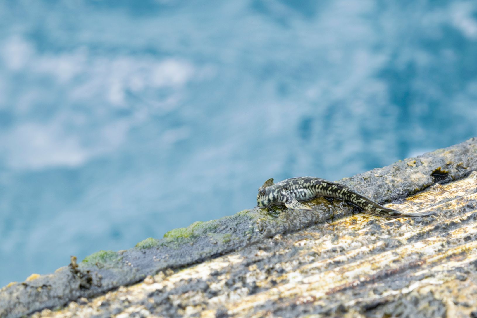ヤセタマカエルウオ