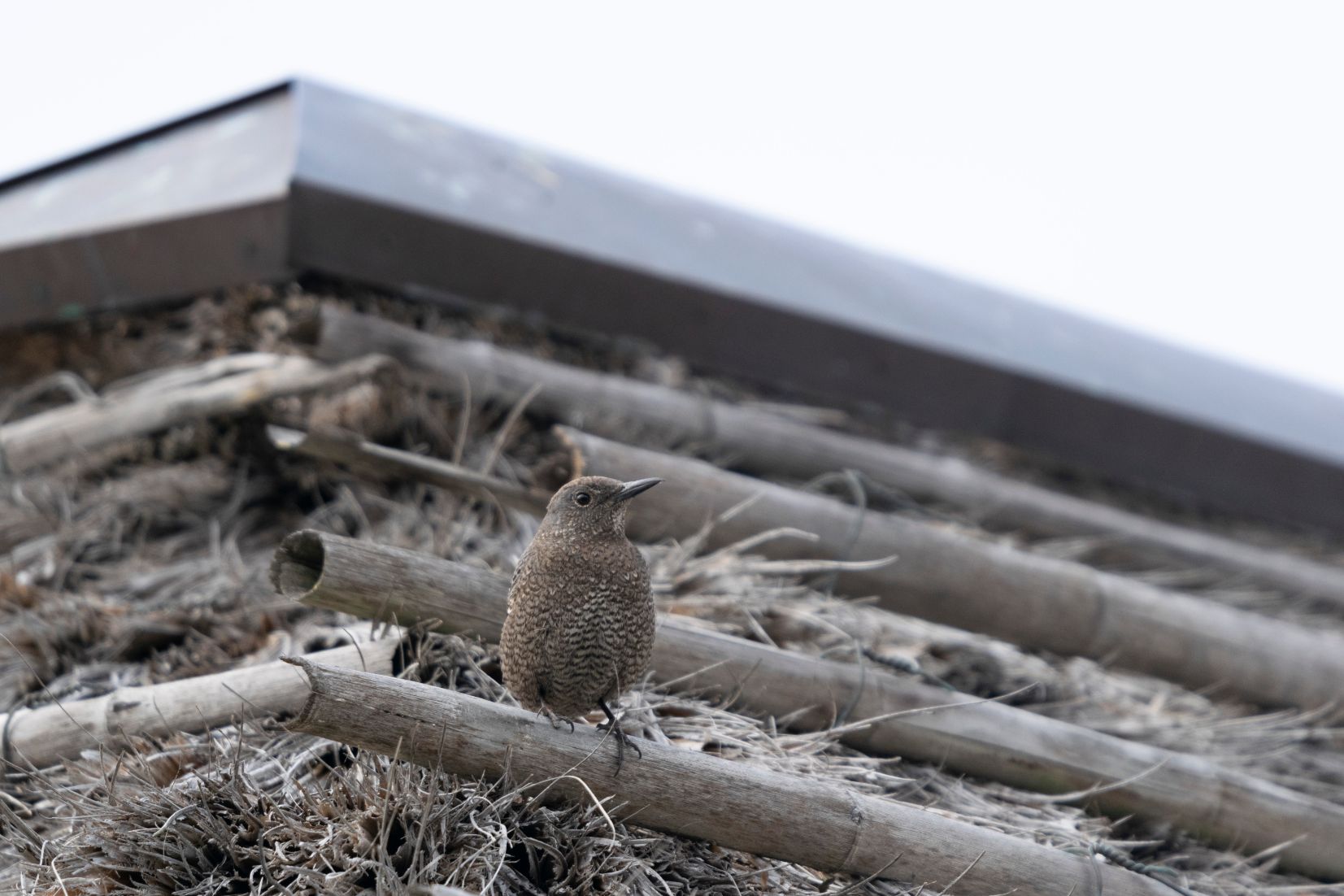 イソヒヨドリのメス