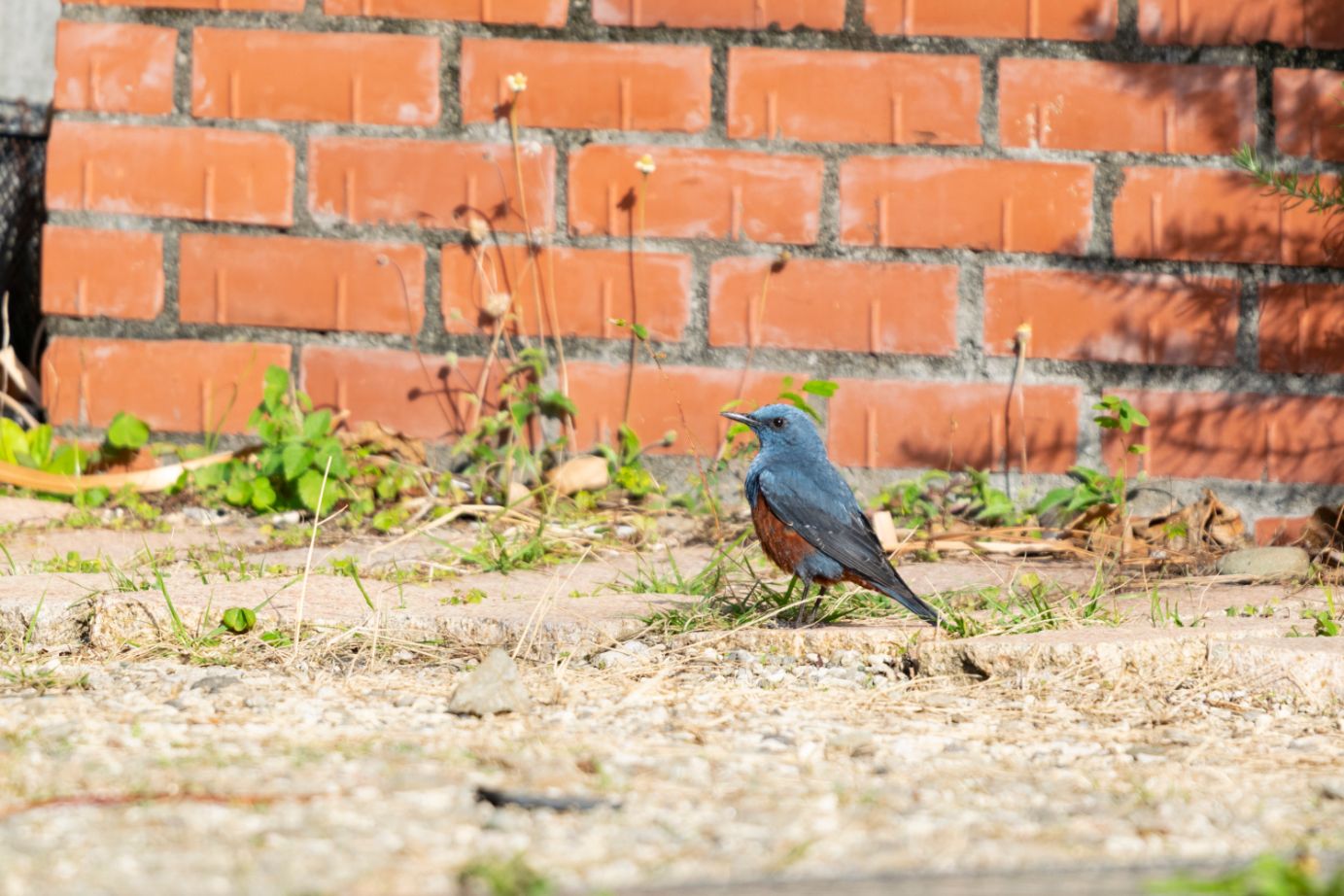 イソヒヨドリのオス
