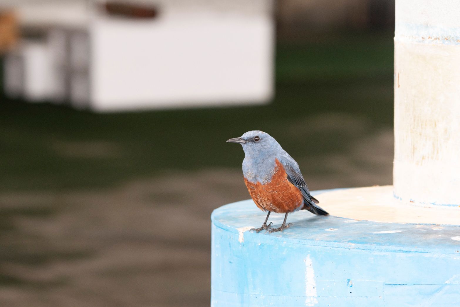 イソヒヨドリのオス