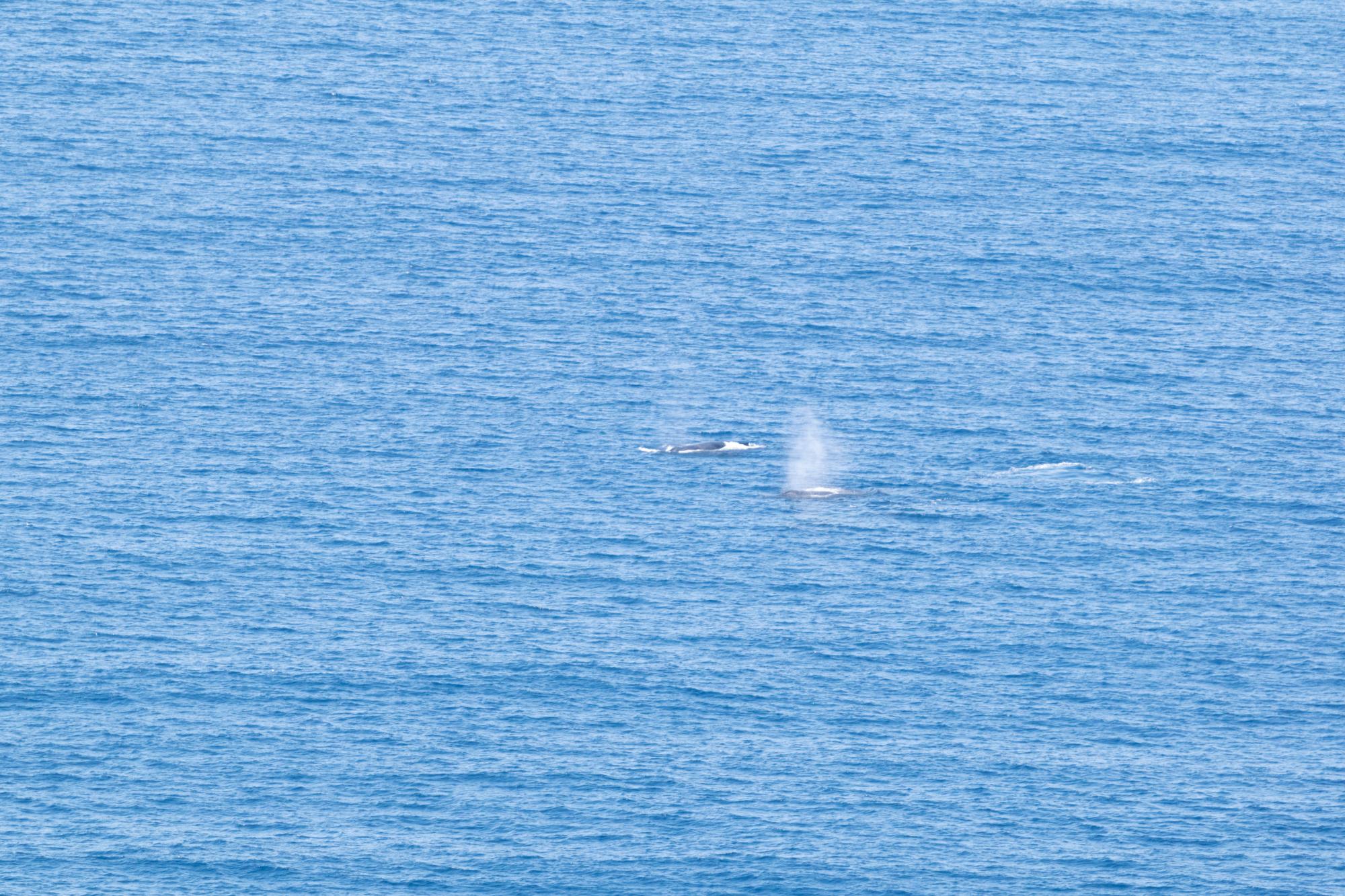 weather station展望台からのザトウクジラ