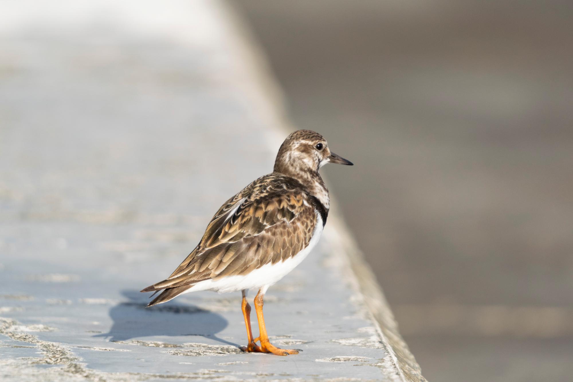 キョウジョシギ