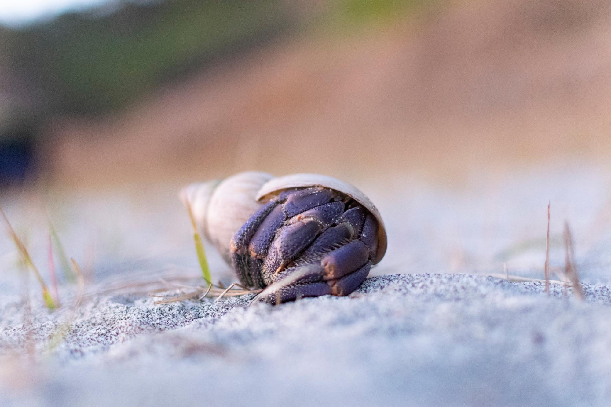 ムラサキオカヤドカリ