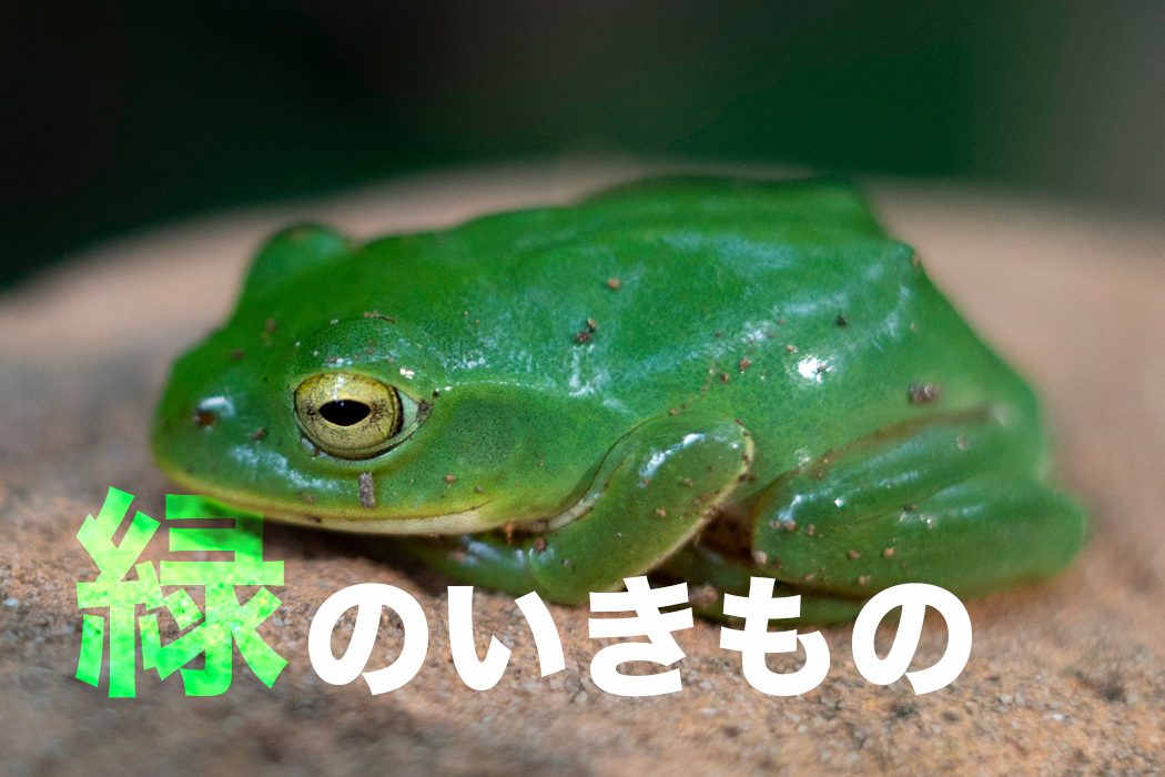 緑のいきもの