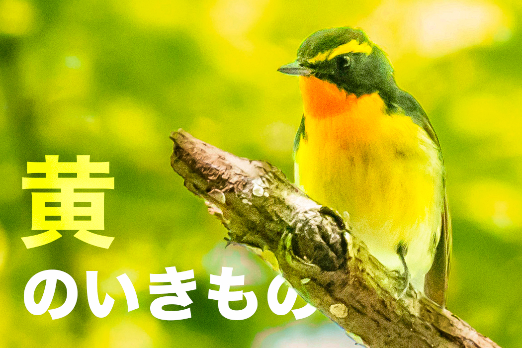 黄のいきもの