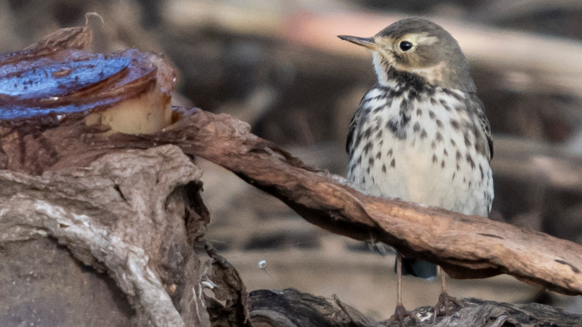 バフ色のタヒバリ
