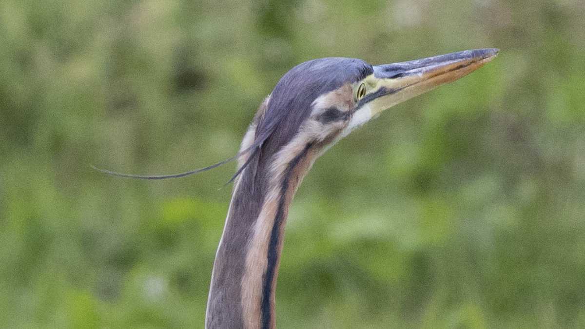ムラサキサギの冠羽