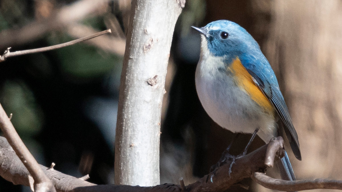 ルリビタキの羽色の違い 成鳥
