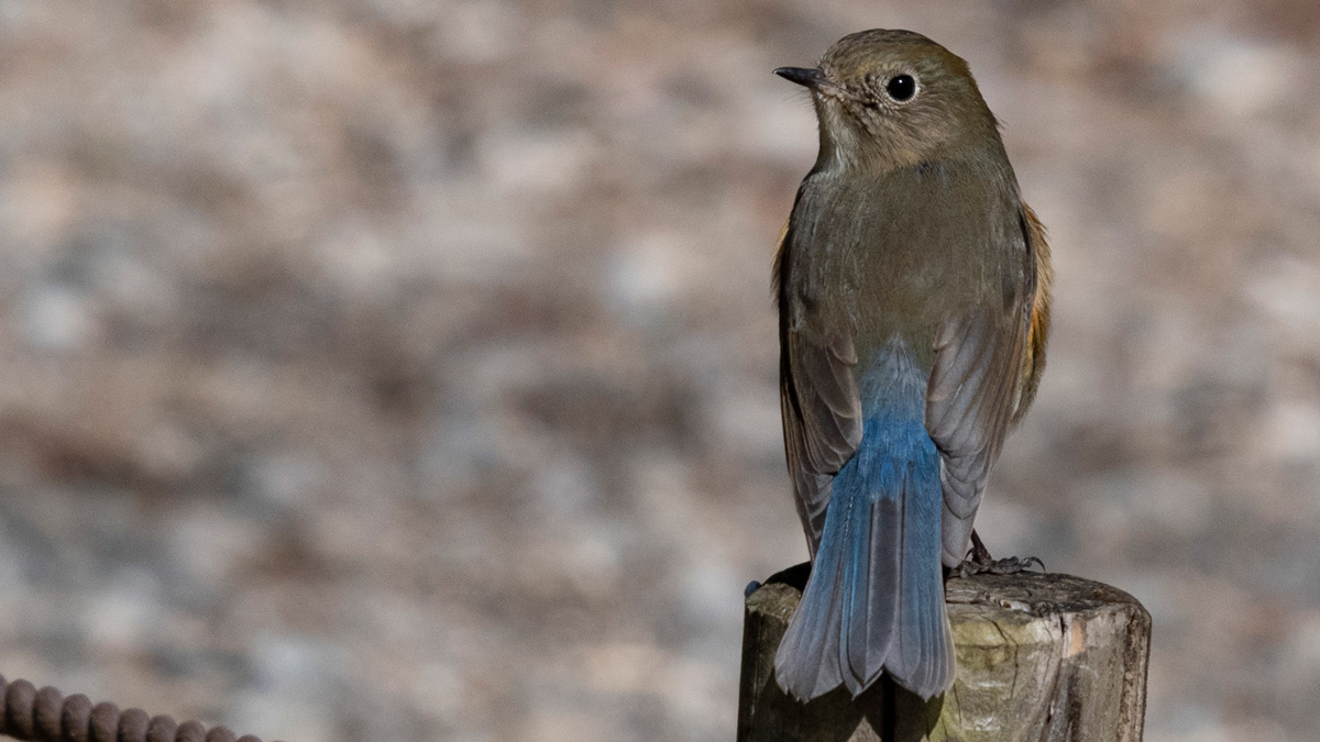 ルリビタキの羽色の違い 幼鳥