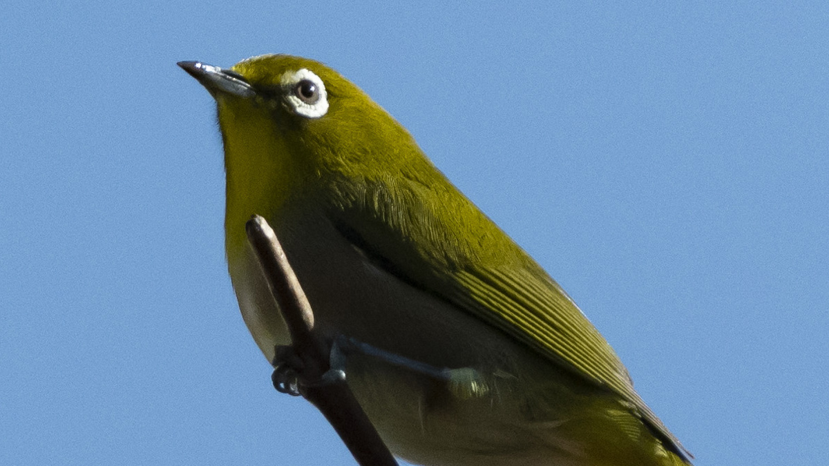 メジロのアイリング