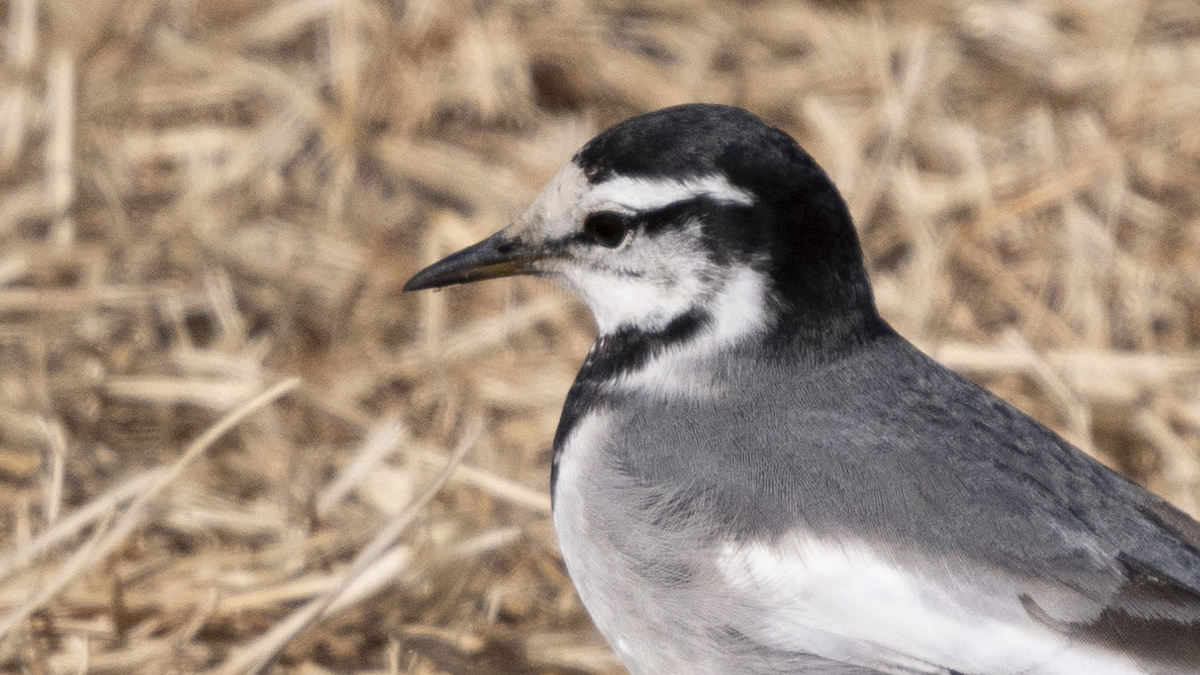 ハクセキレイの過眼線