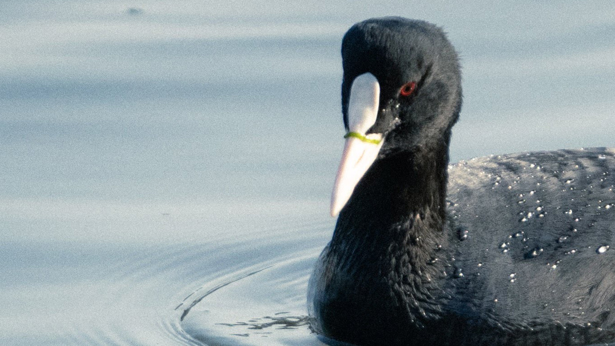 オオバンの額板