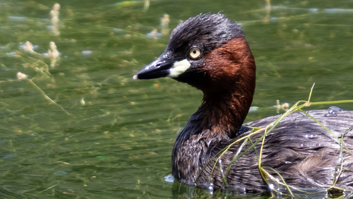 カイツブリの虹彩