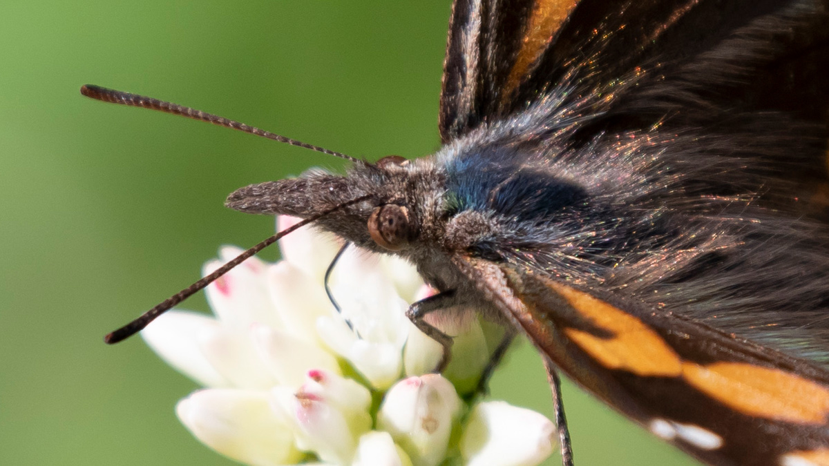 テングチョウのパルピ
