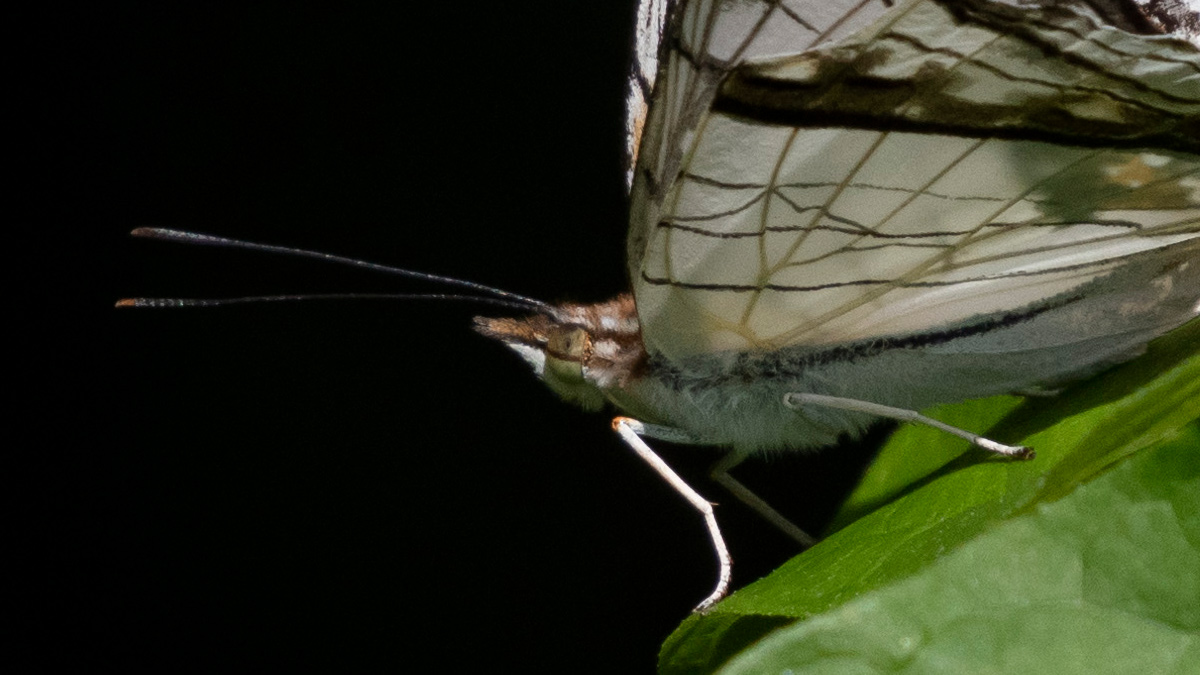 イシガケチョウのパルピ
