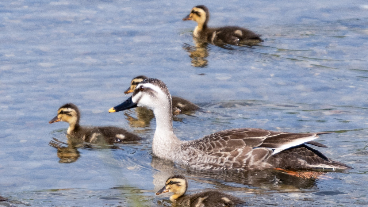 カルガモの親子