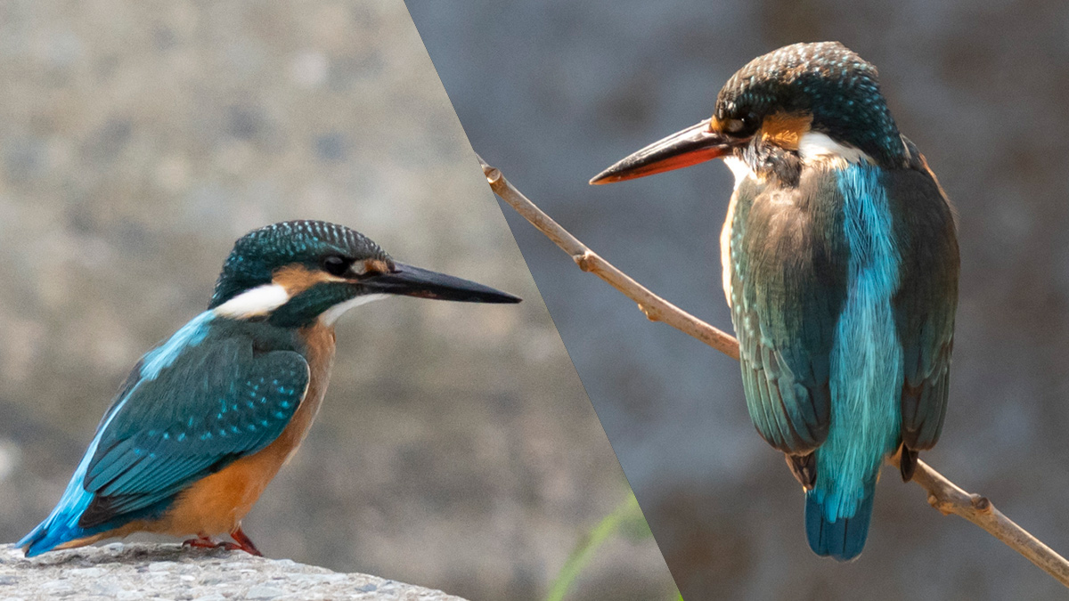 カワセミの構造色