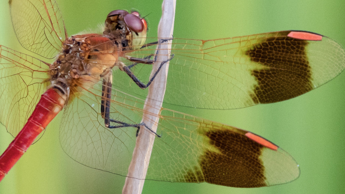 ミヤマアカネの翅脈