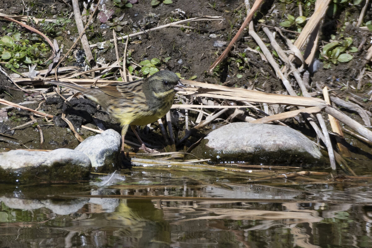 水辺で採餌しているようでした。