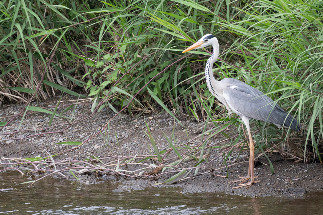 水面を見ています。