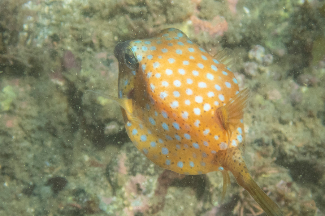 斑点の水色が淡いです。