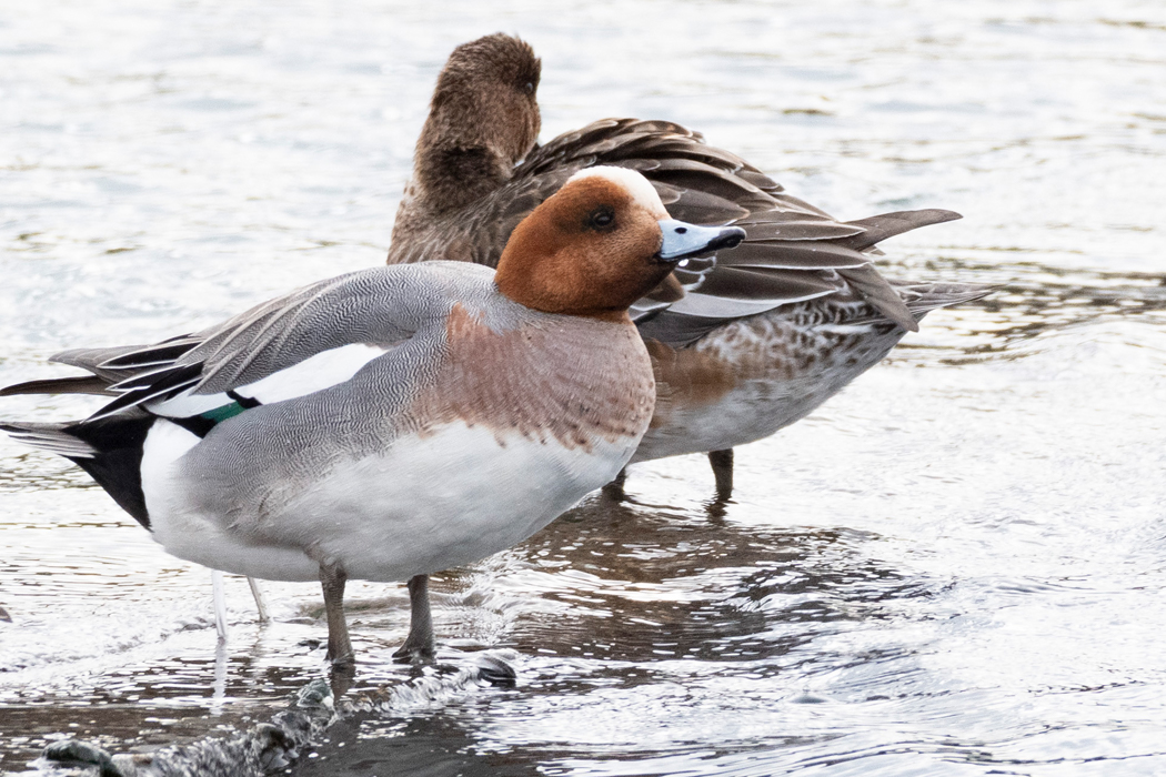 午後の採餌をしているようでした。