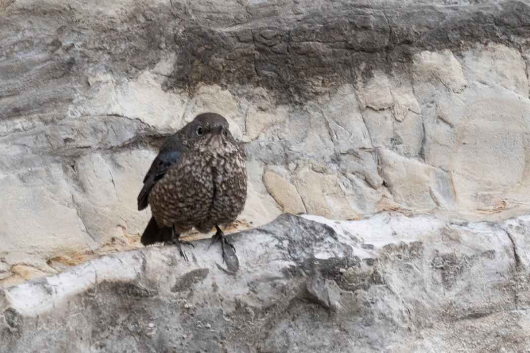 岩に止まっていたメスです。