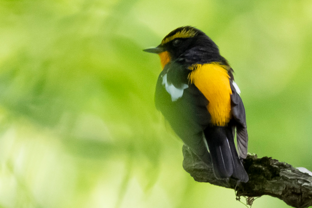 翼には白い羽毛が混じります。